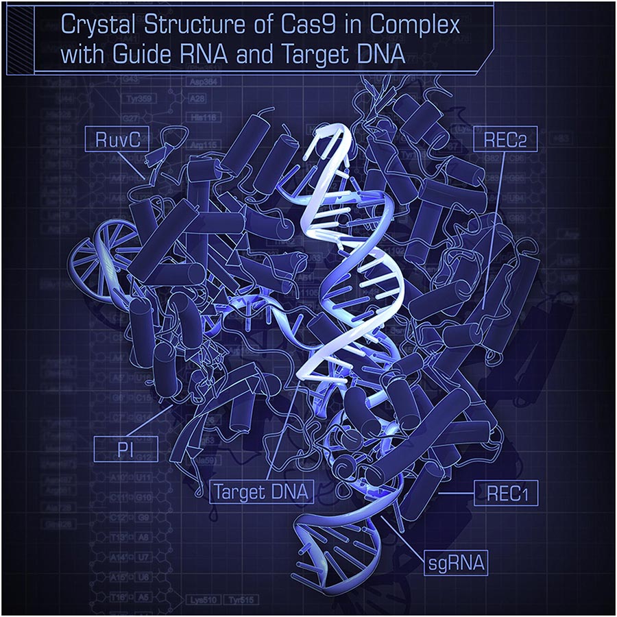 CRISPR-Cas9 Structure
